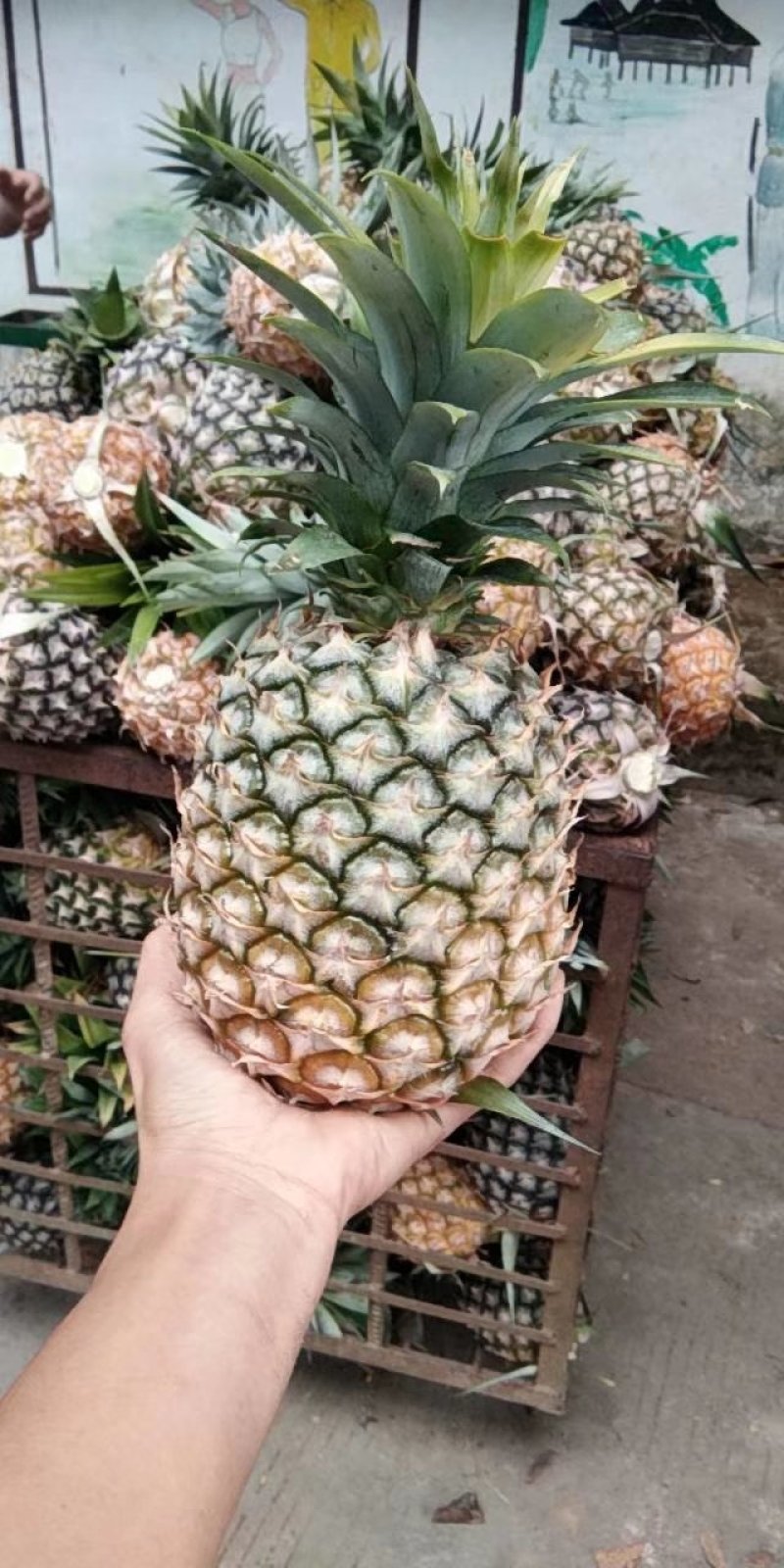 凤梨