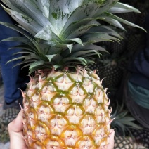 凤梨