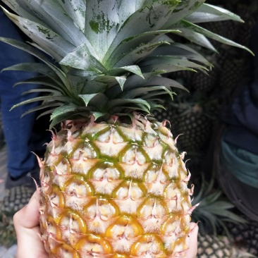 凤梨