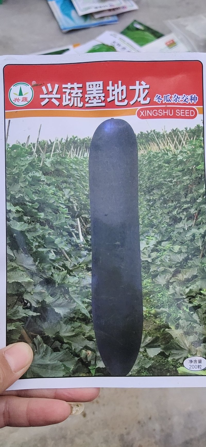 黑皮冬瓜种子，冬瓜种子，墨地龙基地直发品质保证