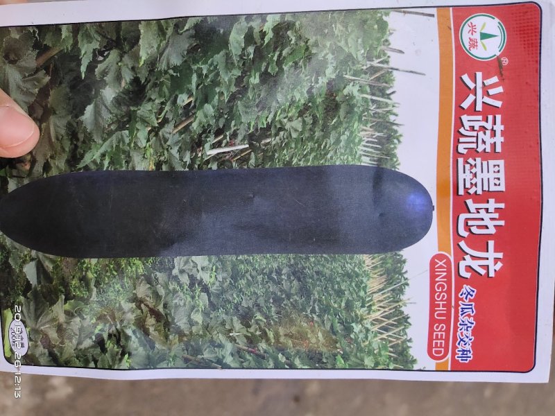 黑皮冬瓜种子，冬瓜种子，墨地龙基地直发品质保证