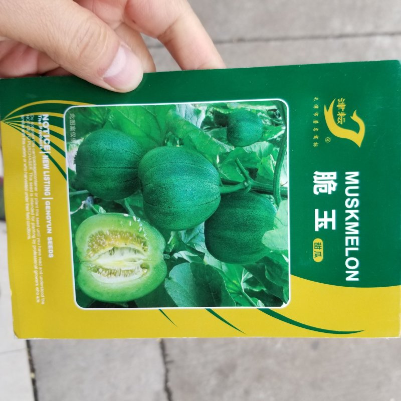 一代交配，5克脆玉甜瓜种子