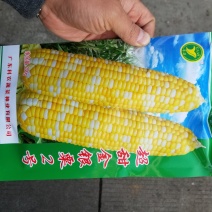 200克金银栗2号甜玉米种子
