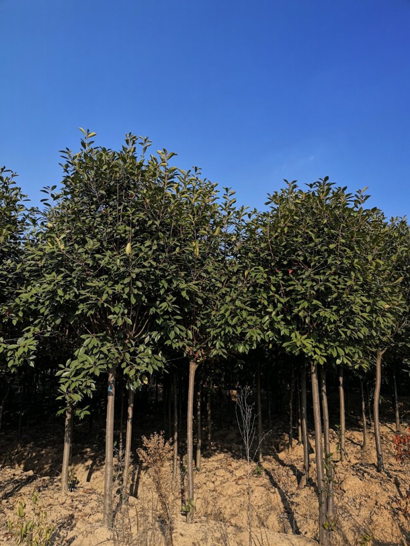 红叶石楠2公分-15公分红叶石楠球80-3.5米冠
