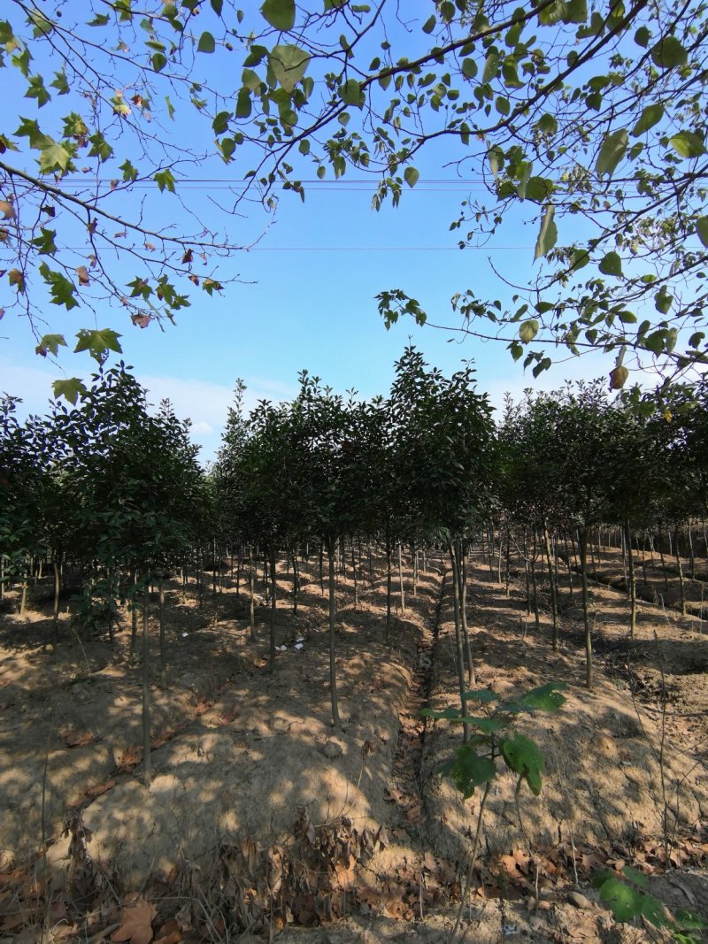 红叶石楠2公分-15公分红叶石楠球80-3.5米冠