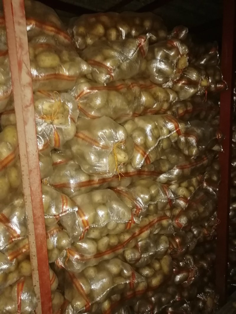 土豆大量供应