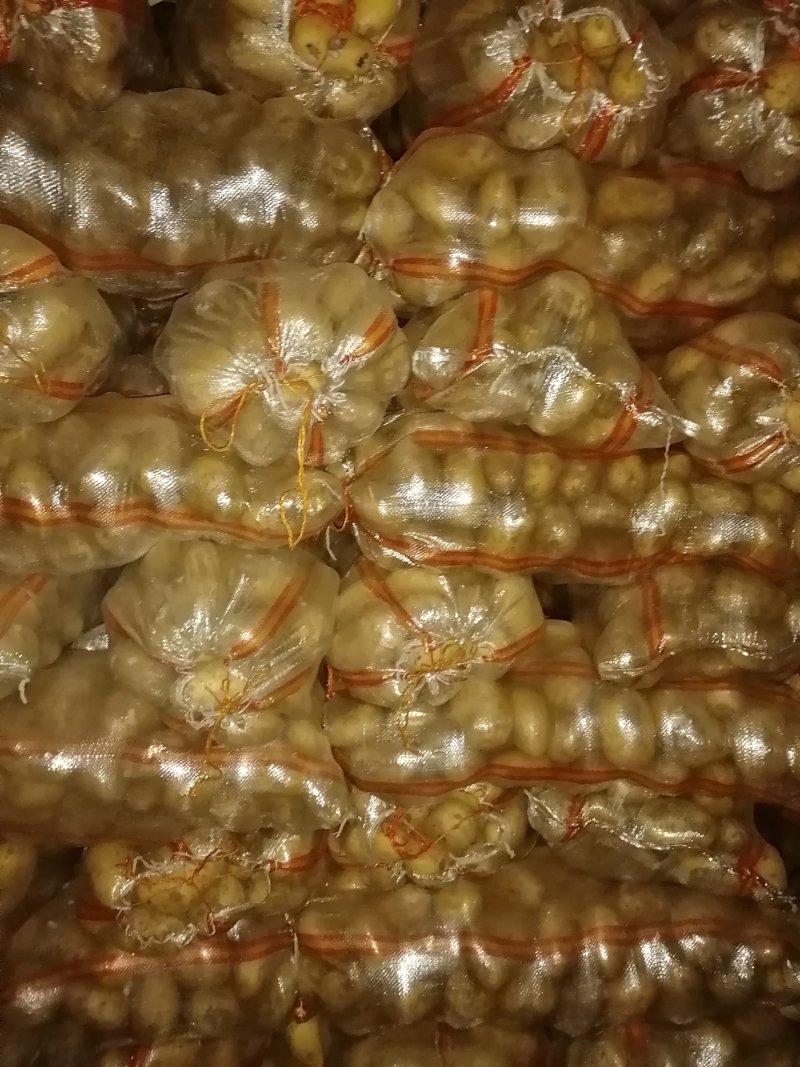 土豆大量供应