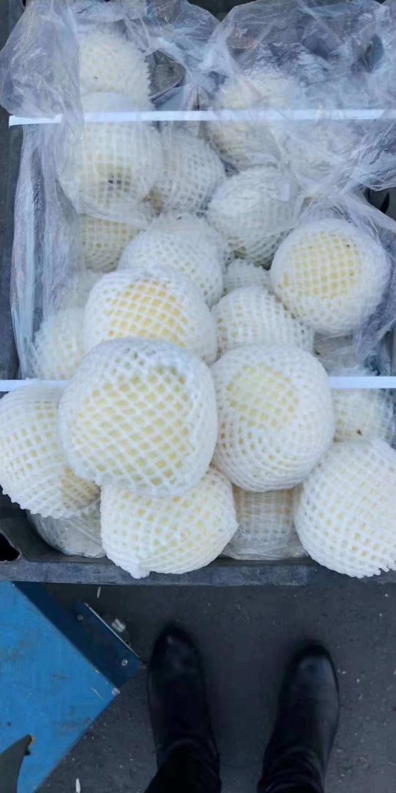 热卖辽宁绥中黄元帅个头大皮毛干净白