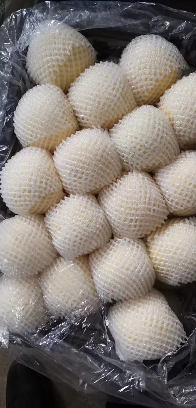热卖辽宁绥中黄元帅个头大皮毛干净白