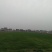 草坪基地直销
