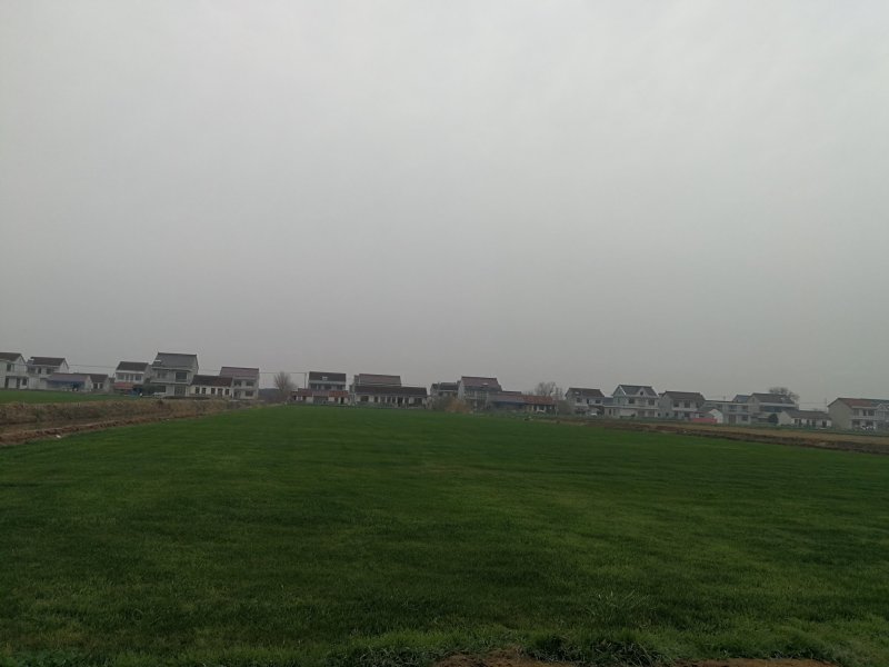 草坪基地直销