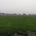 草坪基地直销