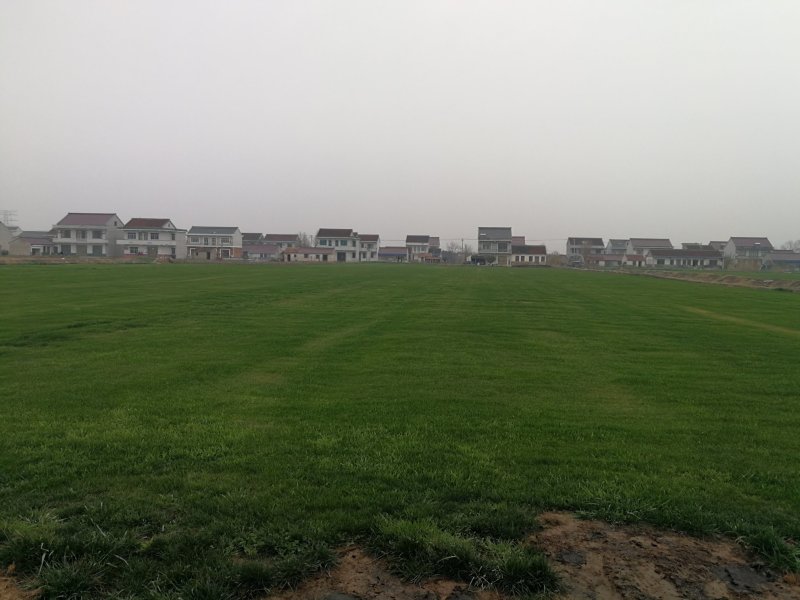 草坪基地直销