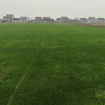 草坪基地直销