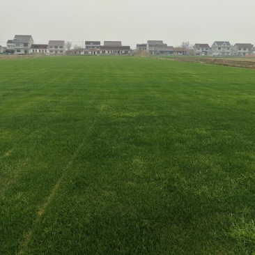 草坪基地直销