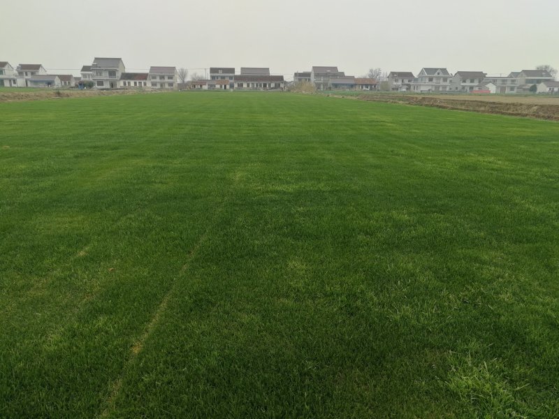 草坪基地直销