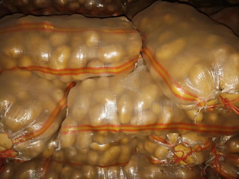 土豆大量供应