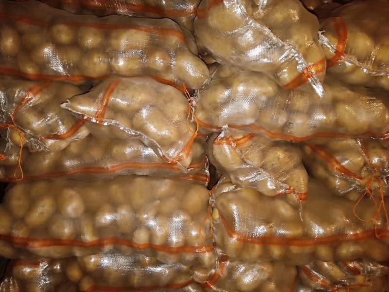 土豆大量供应