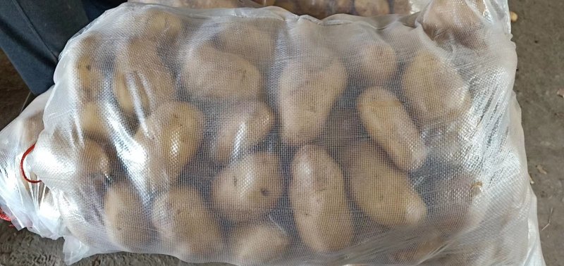 土豆大量供应