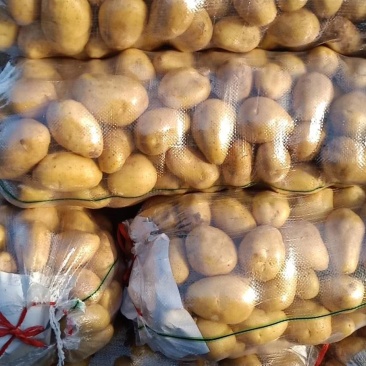 土豆大量供应