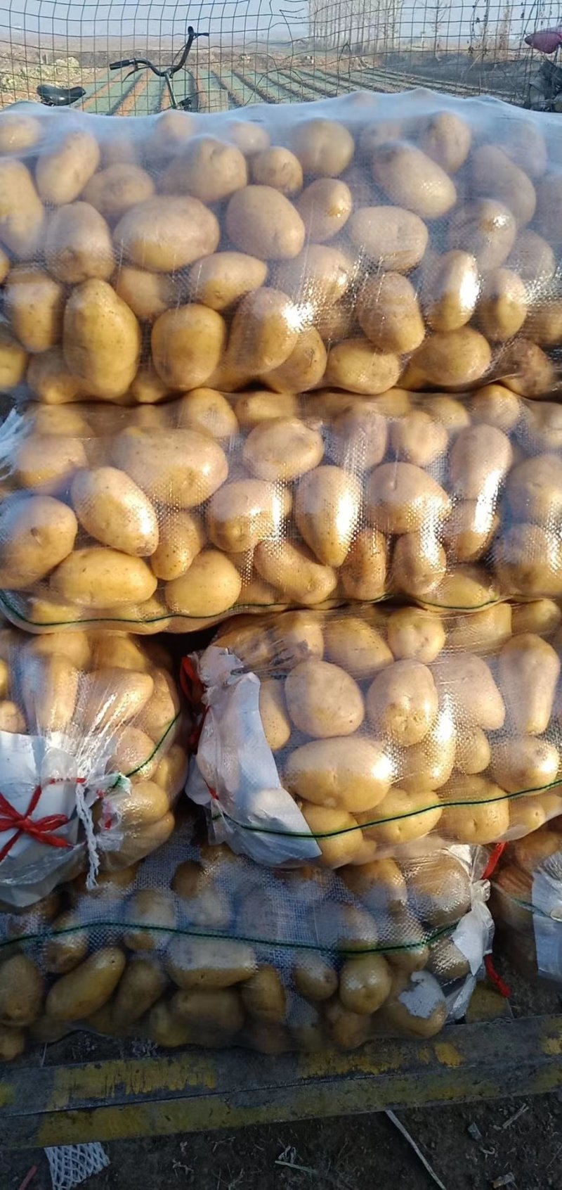 土豆大量供应