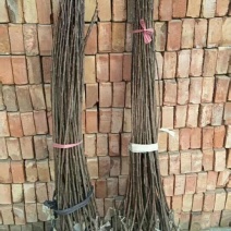 明月苹果一刀两刀苗，早熟鲁丽苹果苗苹果苗
