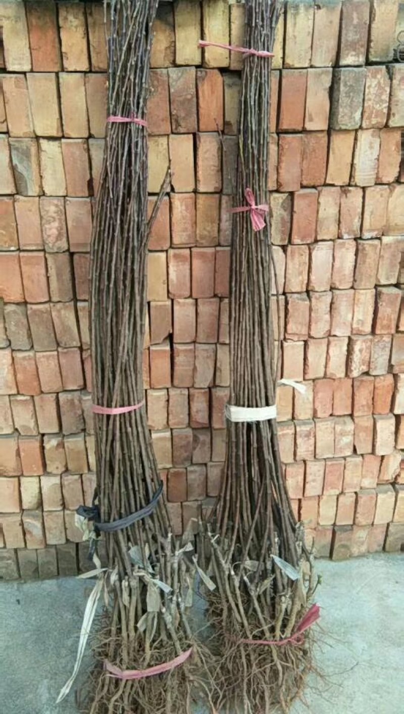 明月苹果一刀两刀苗，早熟鲁丽苹果苗苹果苗