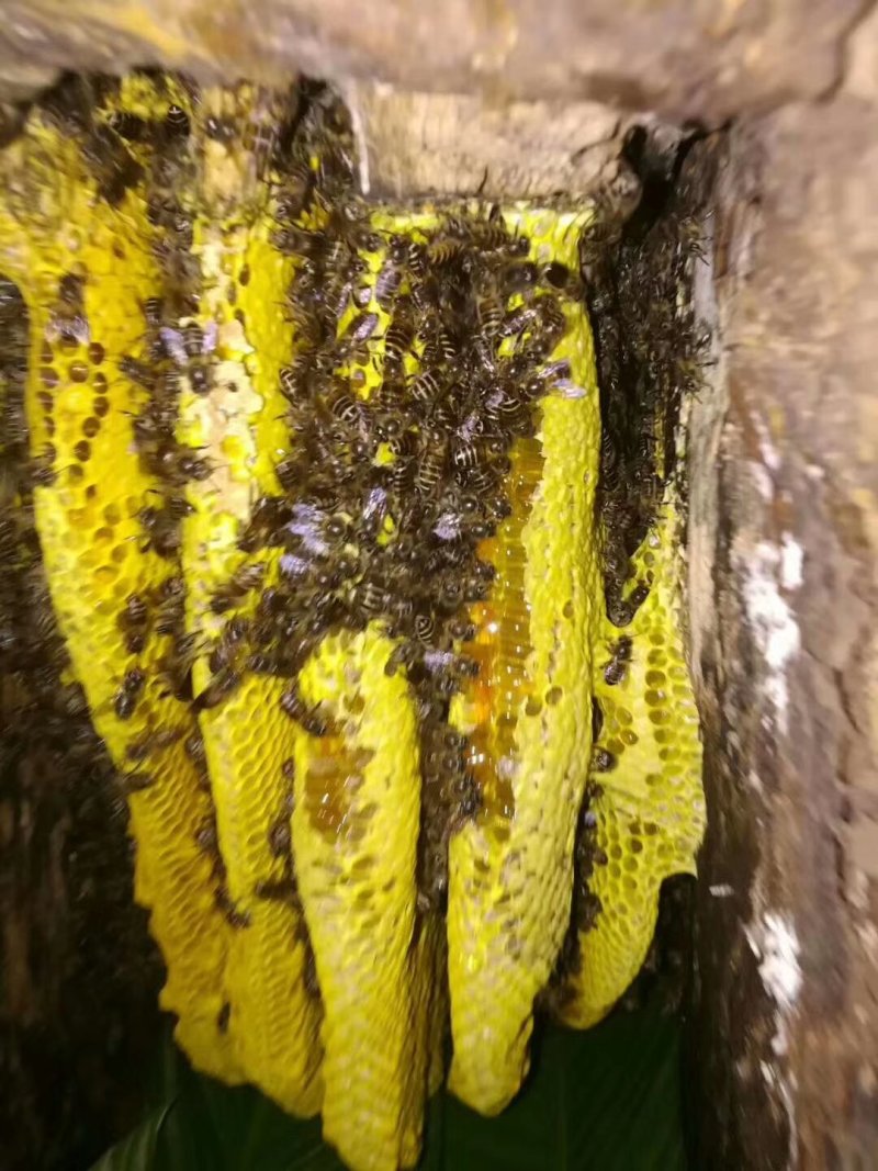 云南大盈江纯野生蜂蜜深山百花蜜假一赔十品质保证