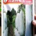 小冬瓜种子瓜长30厘米左右肉厚质密品质好瓜重500克左右