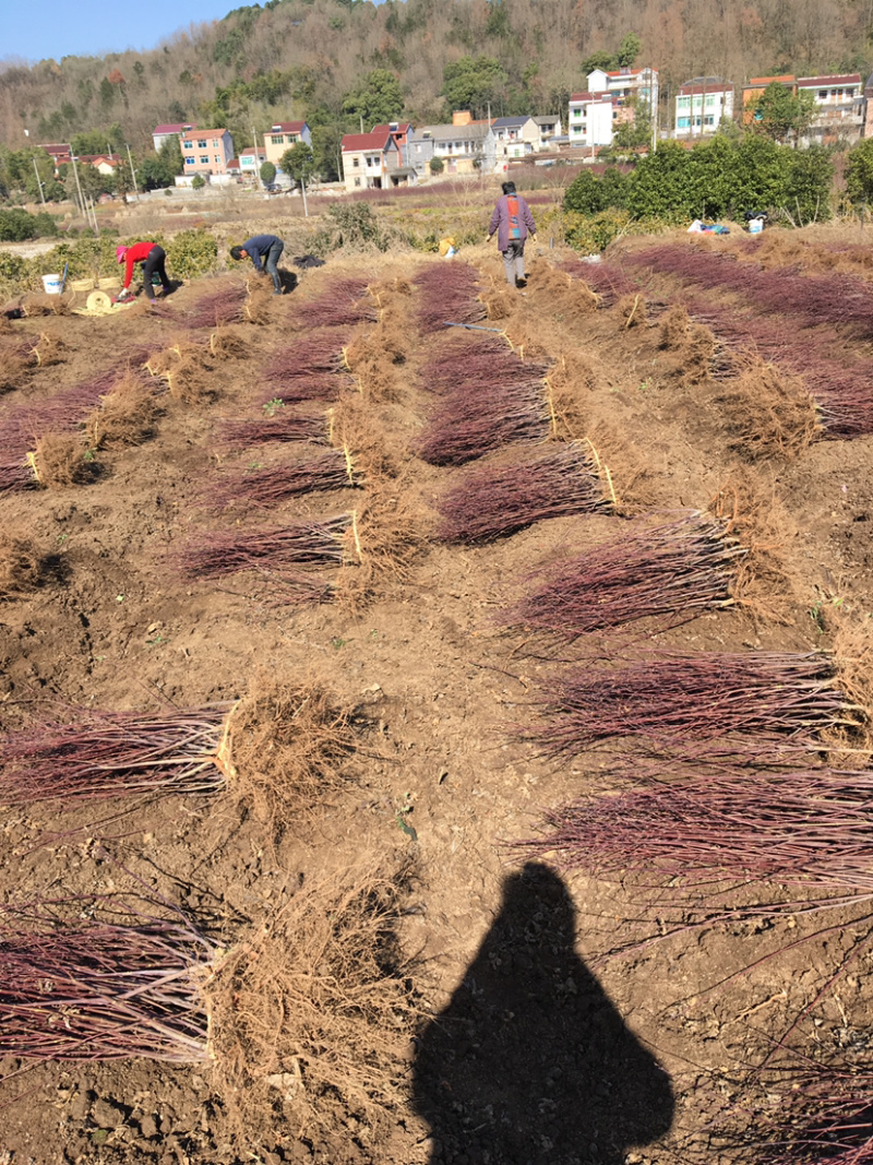 日本红枫小苗基地红舞姬红枫批发