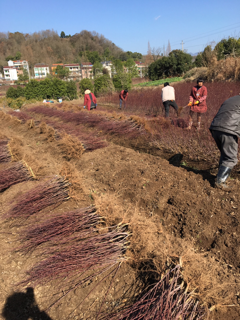 日本红枫小苗基地红舞姬红枫批发