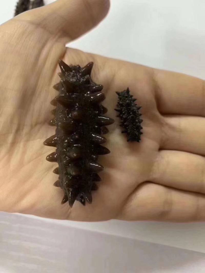 海参纯炎干6排剌