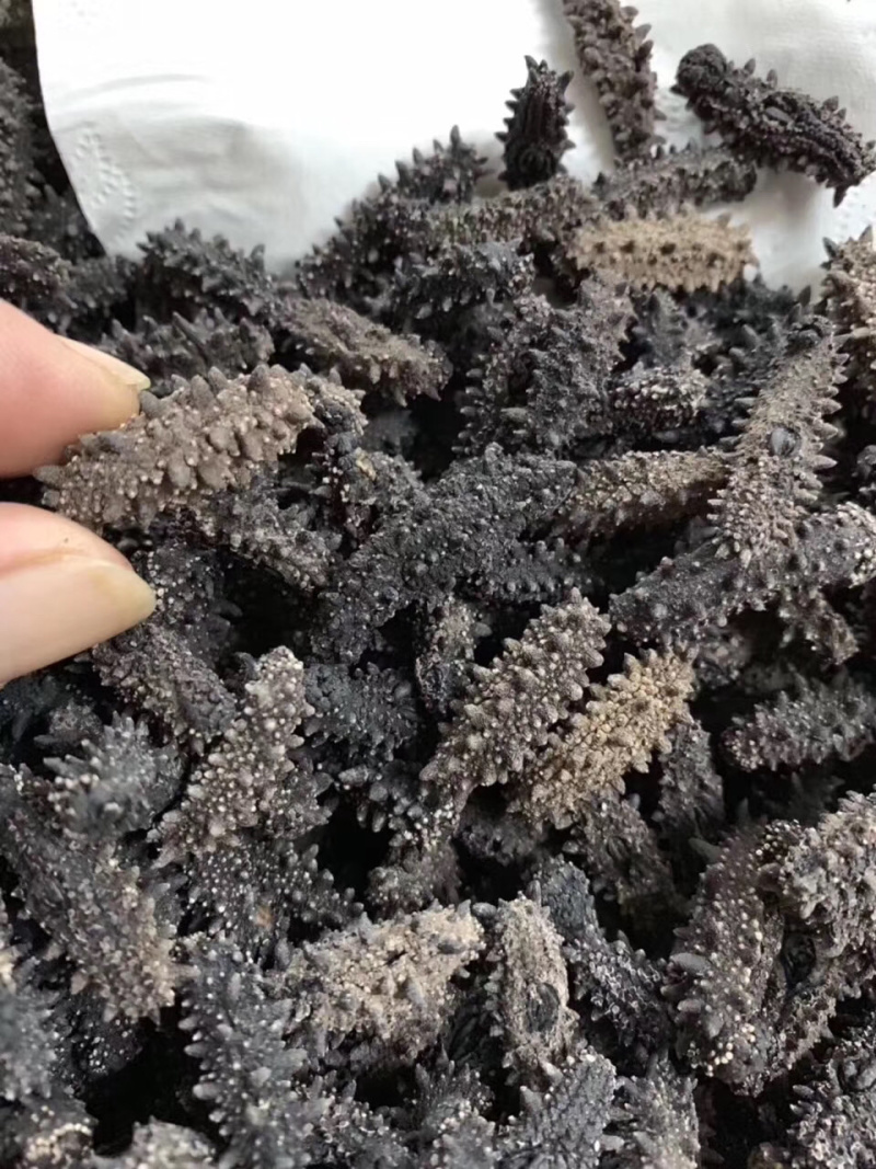 海参纯炎干6排剌
