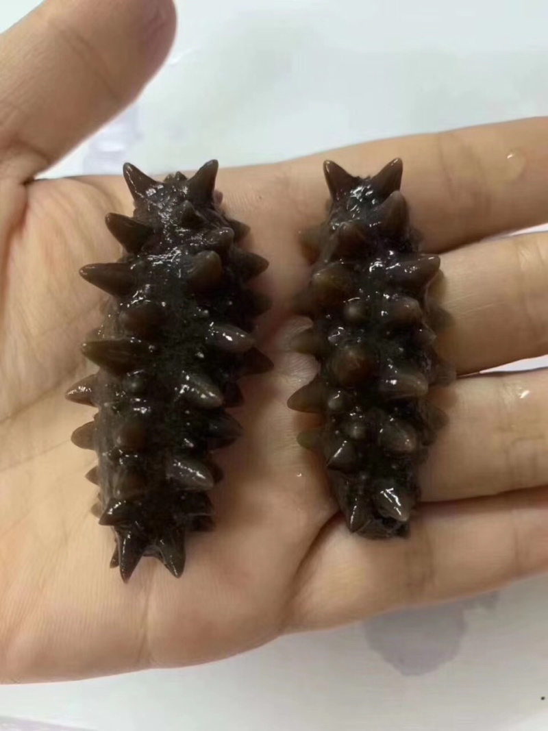 海参纯炎干6排剌