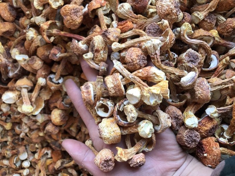 姬松茸干货云南种植基地原产地批发