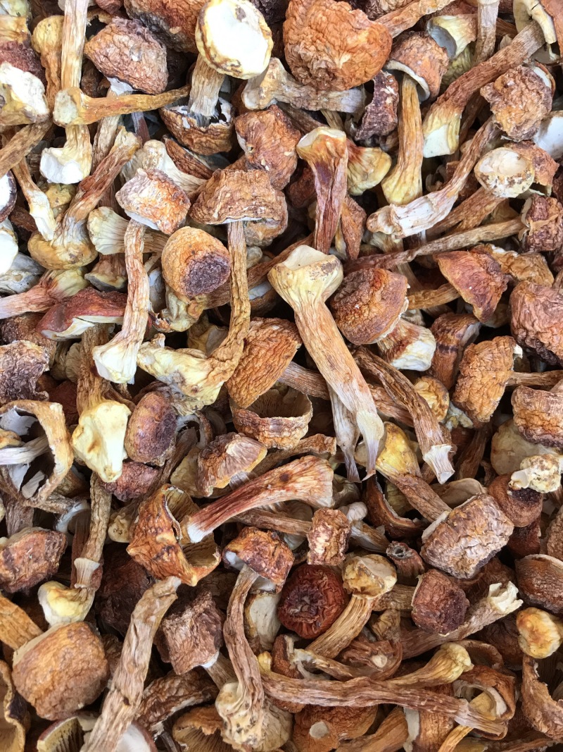 姬松茸干货云南种植基地原产地批发