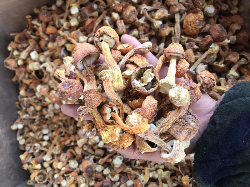 姬松茸干货云南种植基地原产地批发