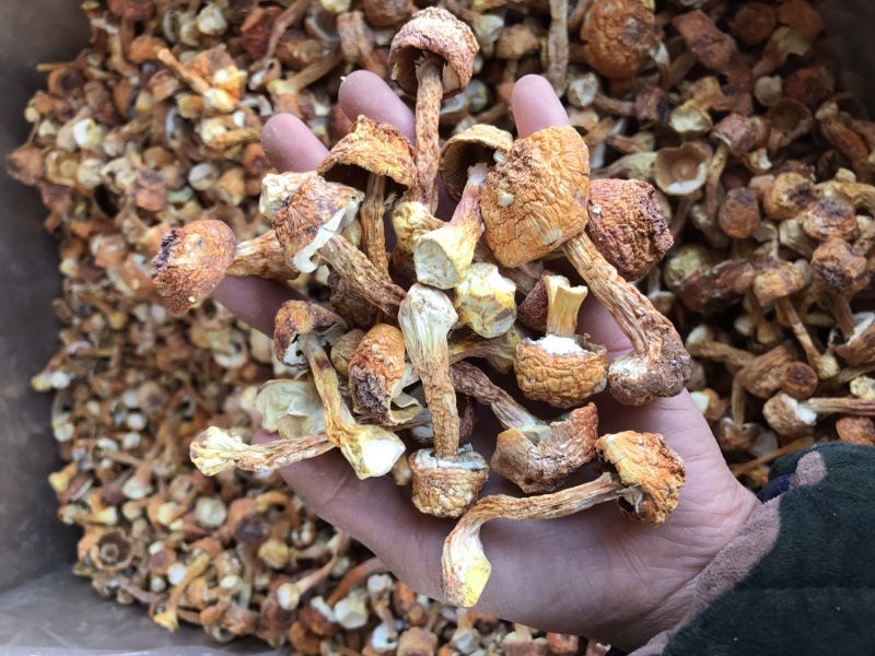 姬松茸干货云南种植基地原产地批发