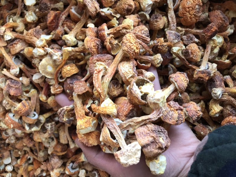 姬松茸干货云南种植基地原产地批发