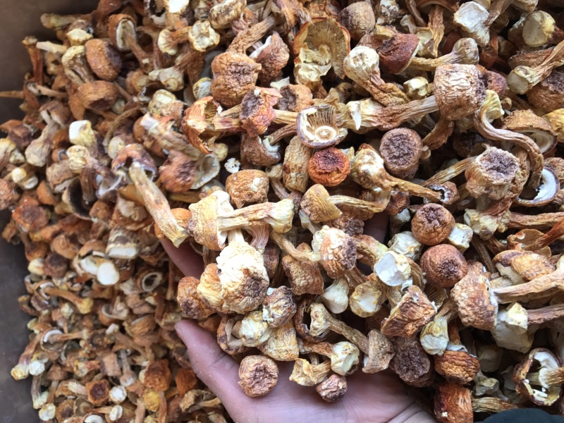 姬松茸干货云南种植基地原产地批发