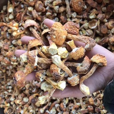 姬松茸干货云南种植基地原产地批发