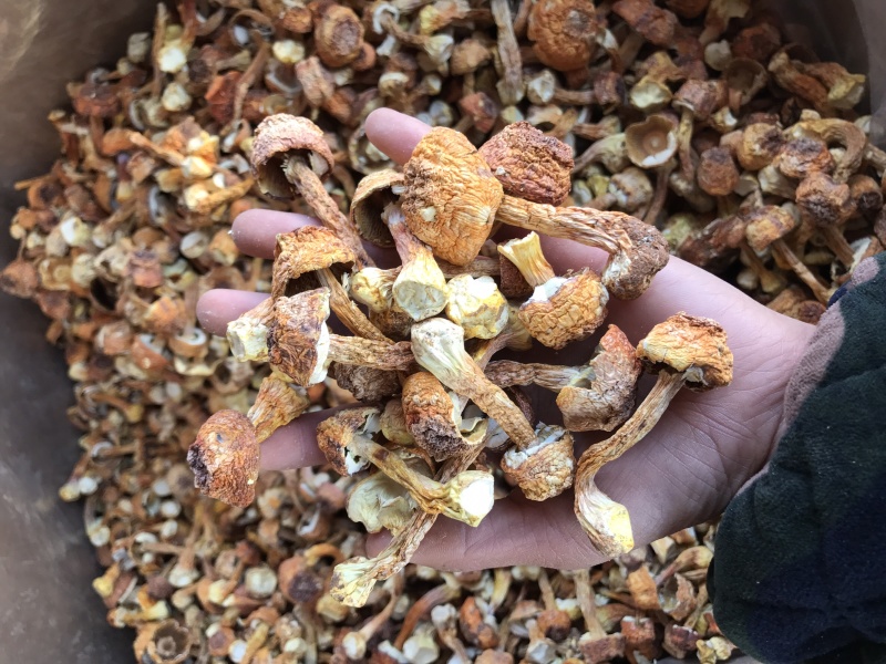 姬松茸干货云南种植基地原产地批发