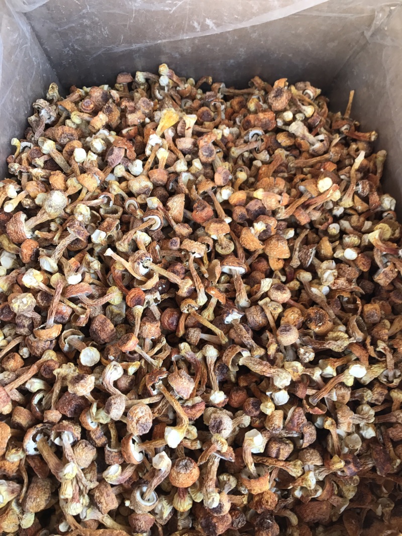 姬松茸干货云南种植基地原产地批发