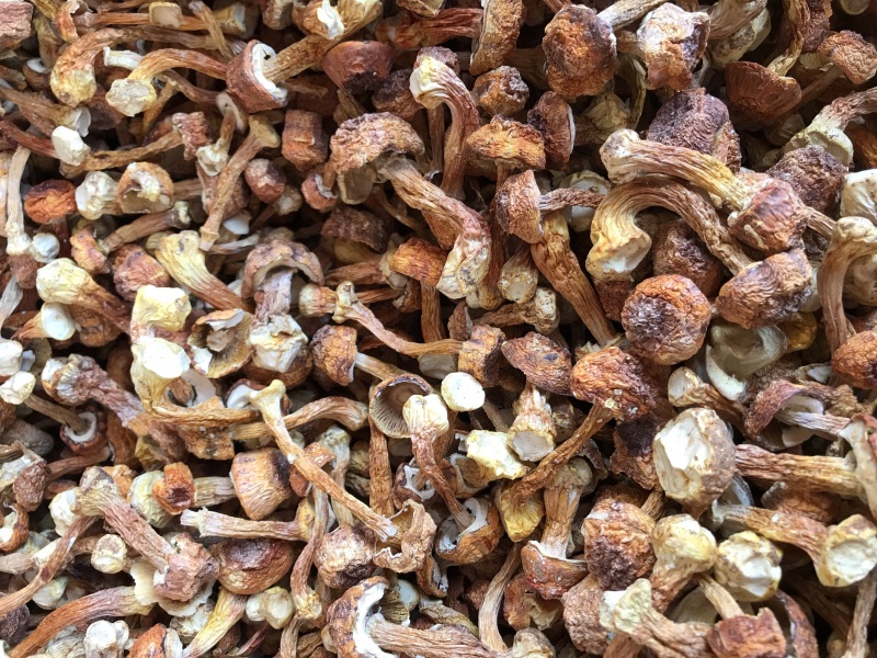 姬松茸干货云南种植基地原产地批发