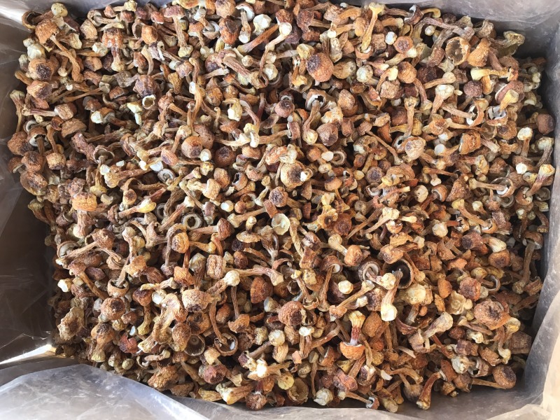 姬松茸干货云南种植基地原产地批发