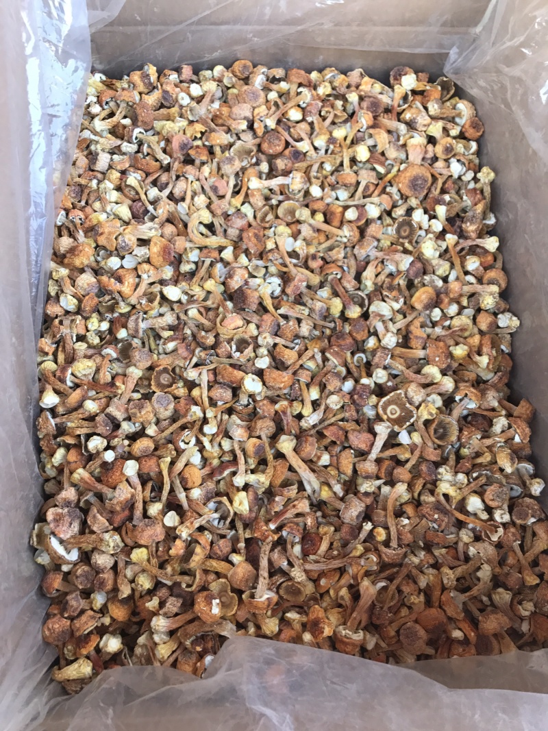 姬松茸干货云南种植基地原产地批发