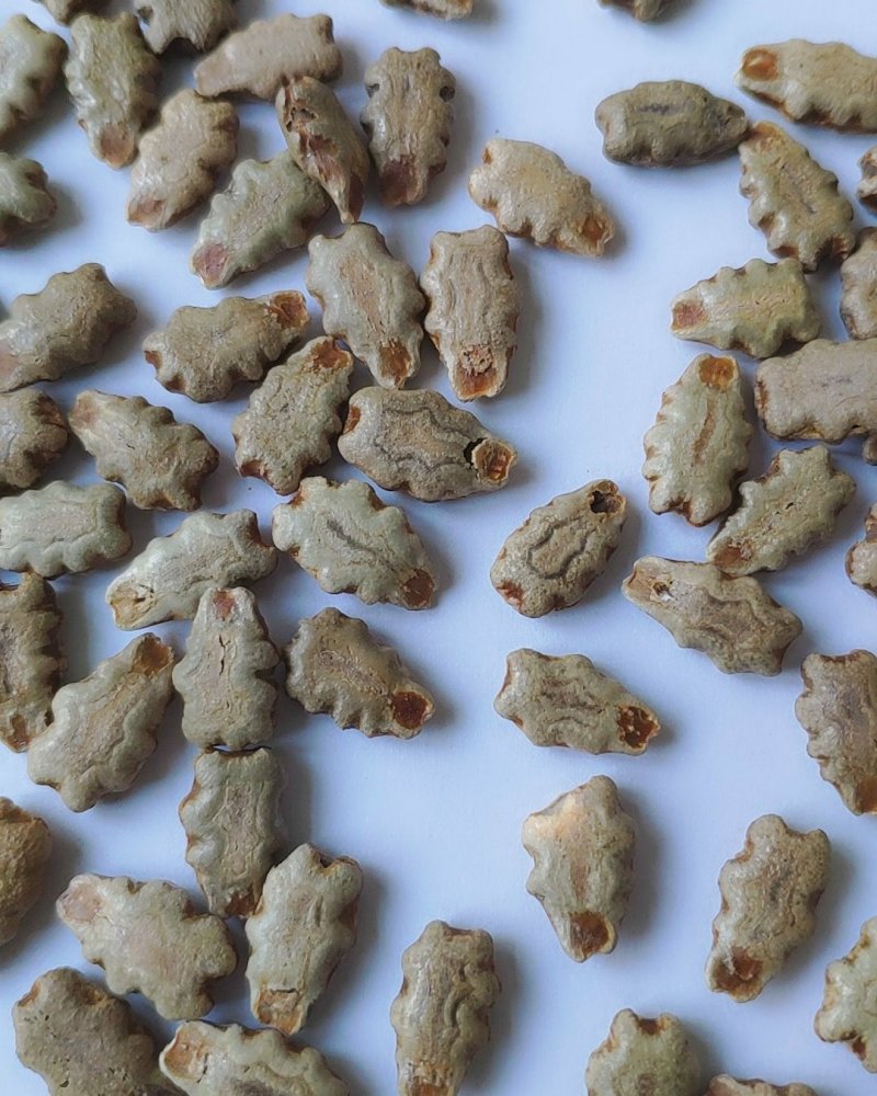变色瓜种子老鼠瓜籽秋季观赏食用种孑四季播爬藤瓜金芒果籽