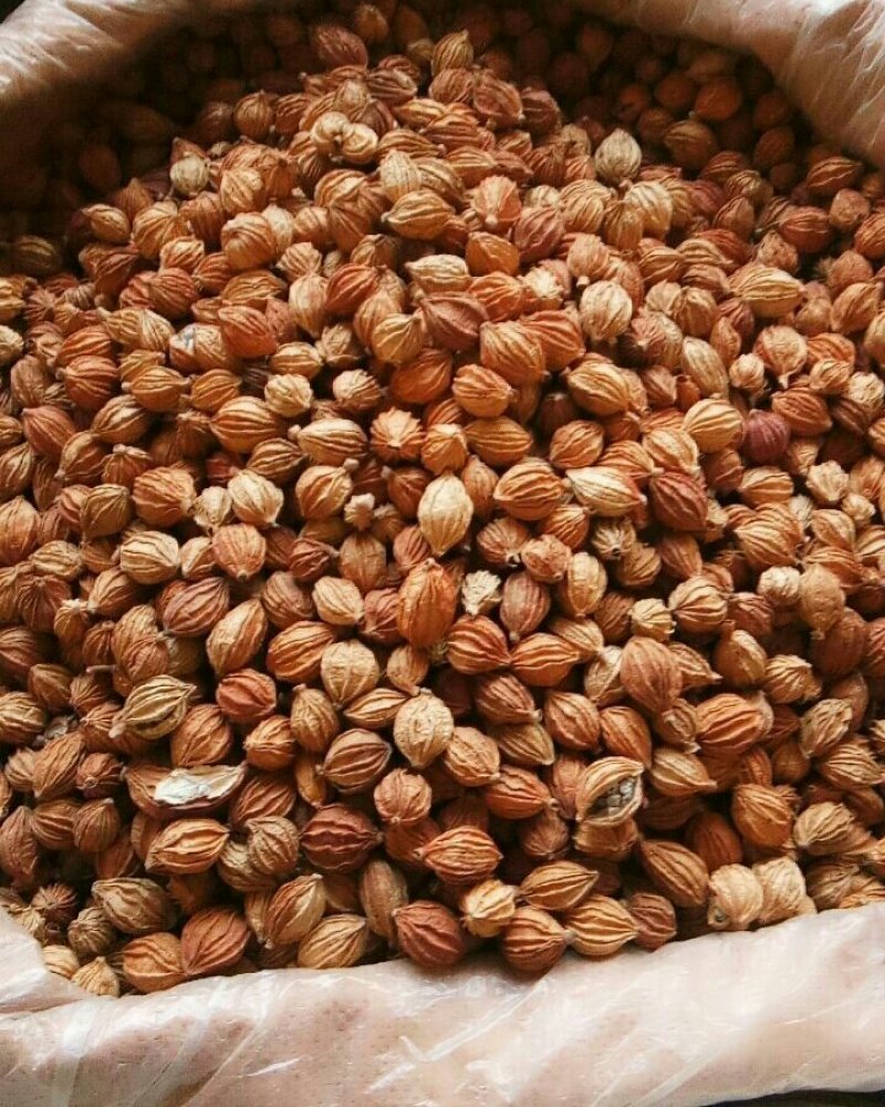 香砂香料调料药食两用各种中药材