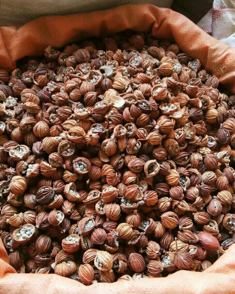 香砂香料调料药食两用各种中药材
