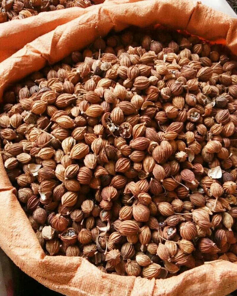 香砂香料调料药食两用各种中药材